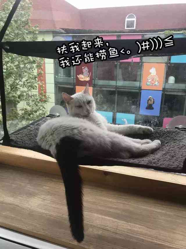 鱼文案怎么编辑：文字与排版技巧，打造高吸引力发布方法