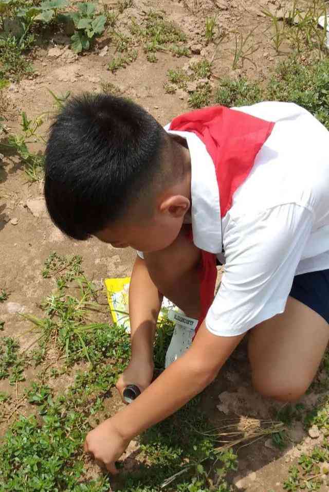 学生暑假工受劳动法保护吗：暑假工法律适用与劳动关系认定