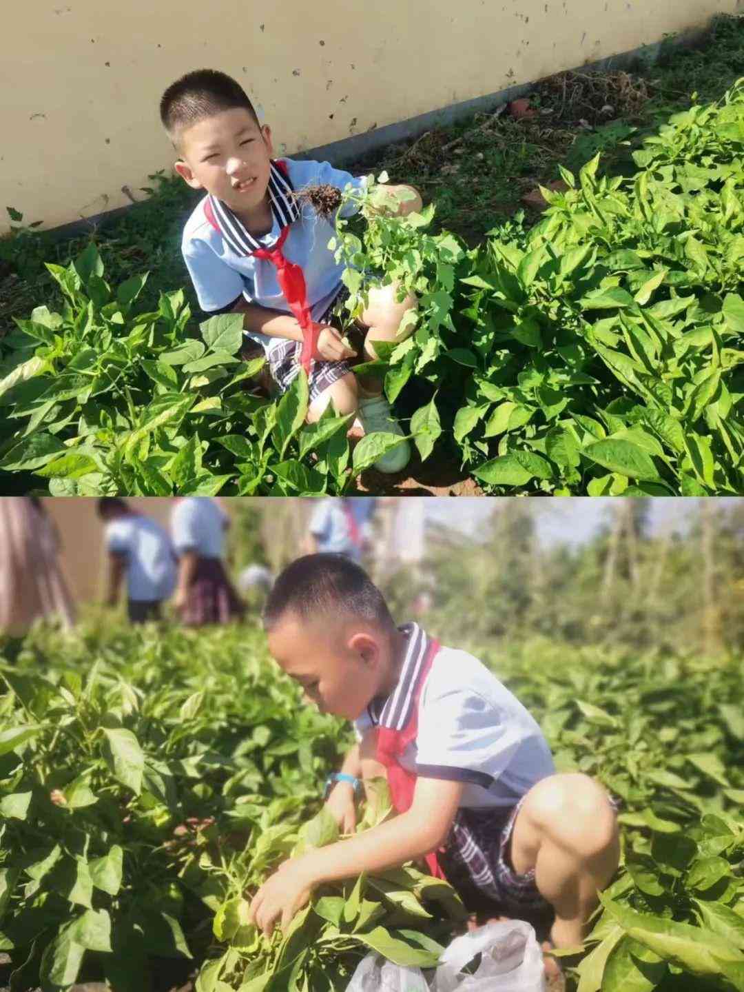 学生暑假工受劳动法保护吗：暑假工法律适用与劳动关系认定