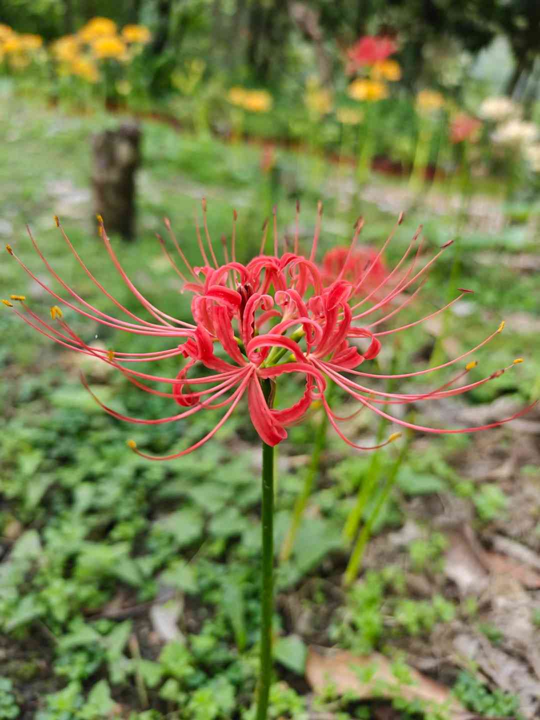 彼岸花文案：漫株沙华创意短句，红色彼岸花治愈系文案撰写指南