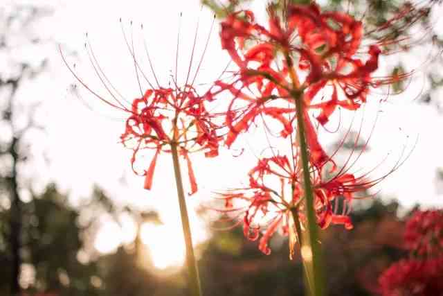 彼岸花文案：漫株沙华创意短句，红色彼岸花治愈系文案撰写指南