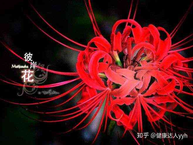 幽冥之境：彼岸花独特文案创作灵感集锦