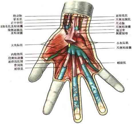 小指肌腱断裂工伤等级认定指南：损伤程度、评定标准与申请流程解析