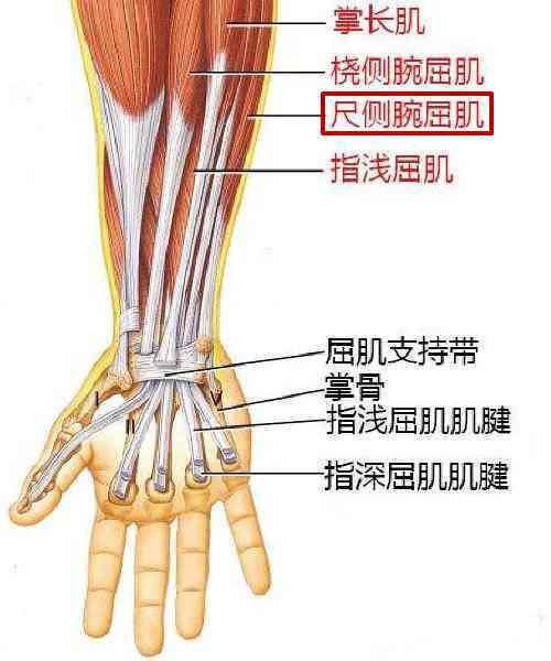 小指肌腱断裂工伤等级认定指南：损伤程度、评定标准与申请流程解析