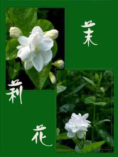 茉莉花歌曲创作背景与完整作曲解析：探索中国民歌的起源与演变