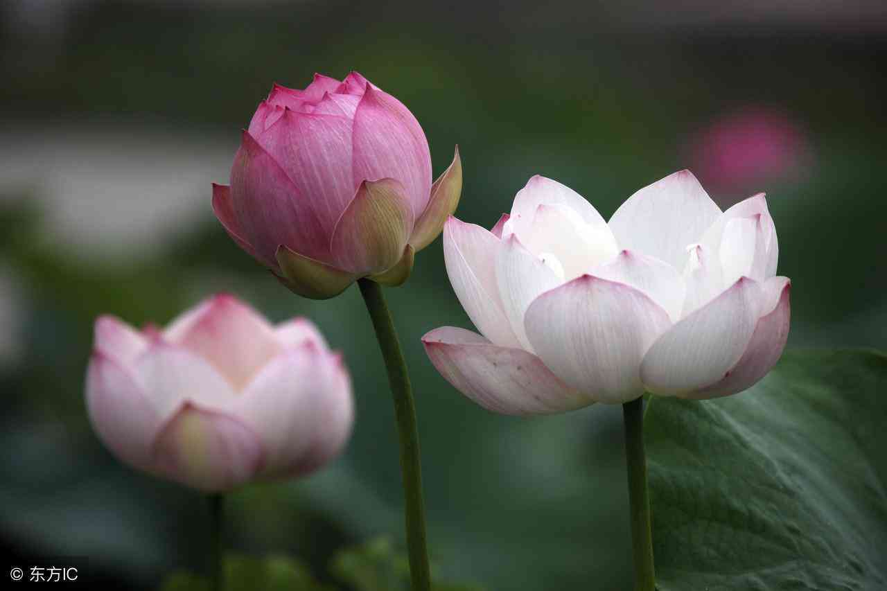 莲花的文案：描绘、讽刺白莲花，短句干净治愈