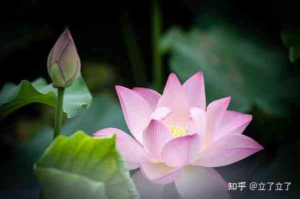 莲花的文案：描绘、讽刺白莲花，短句干净治愈