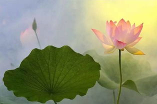 莲花的文案：描绘、讽刺白莲花，短句干净治愈