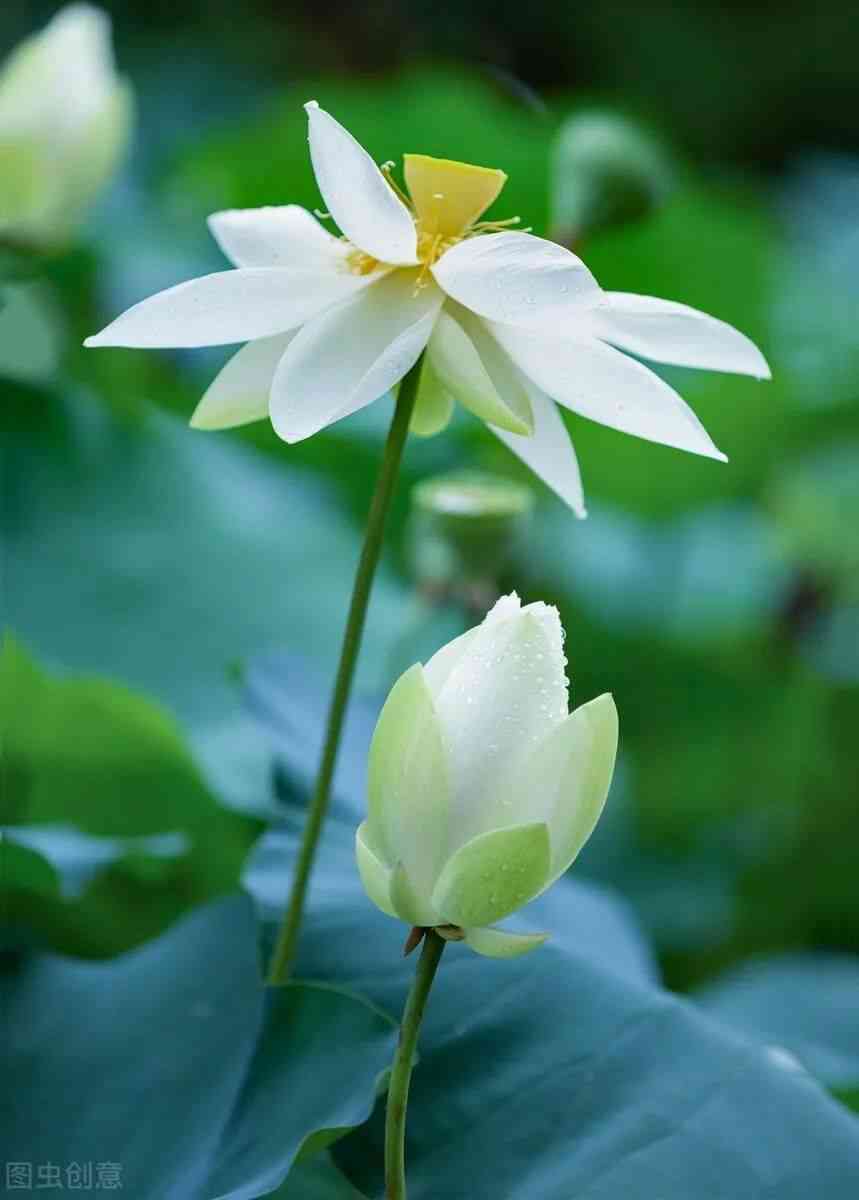 莲花的文案：描绘、讽刺白莲花，短句干净治愈