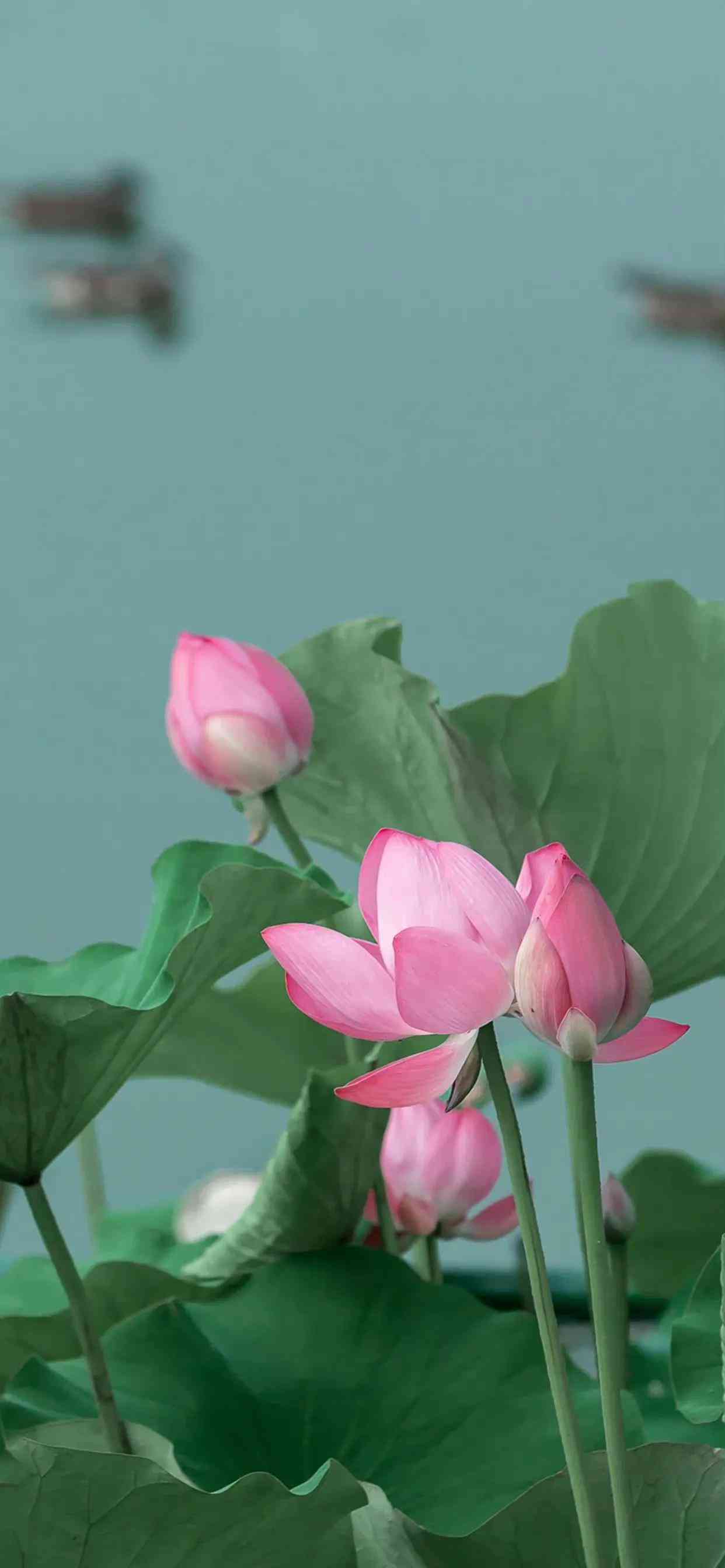 莲花韵味：心灵感悟说说文案集锦