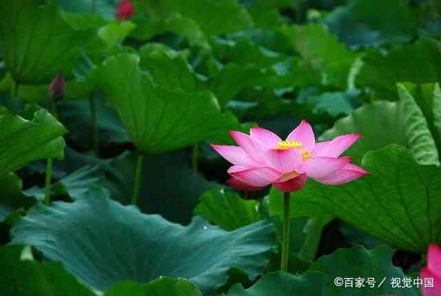 莲花知识大全：从生长性到文化寓意，全面解析莲花之美