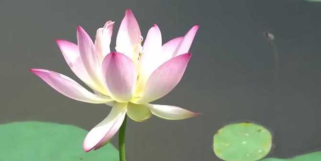 莲花知识大全：从生长性到文化寓意，全面解析莲花之美