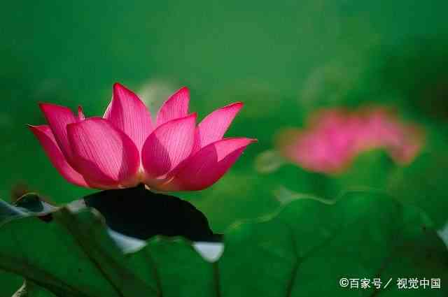莲花知识大全：从生长性到文化寓意，全面解析莲花之美