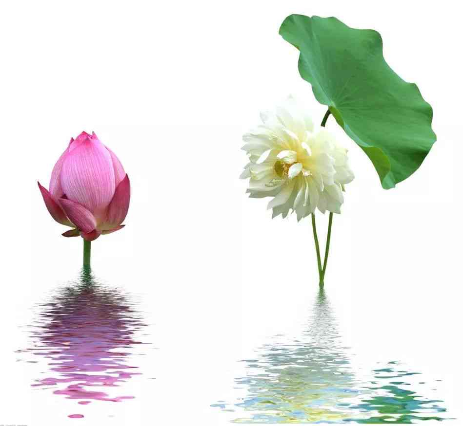 莲花配文：书中寻觅莲花佳句，打造独特莲花文字头像