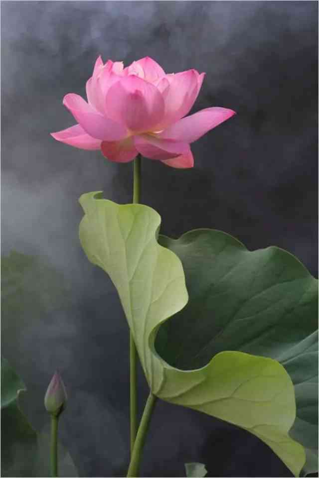 探秘莲花之美：朋友圈里的绝美莲花瞬间
