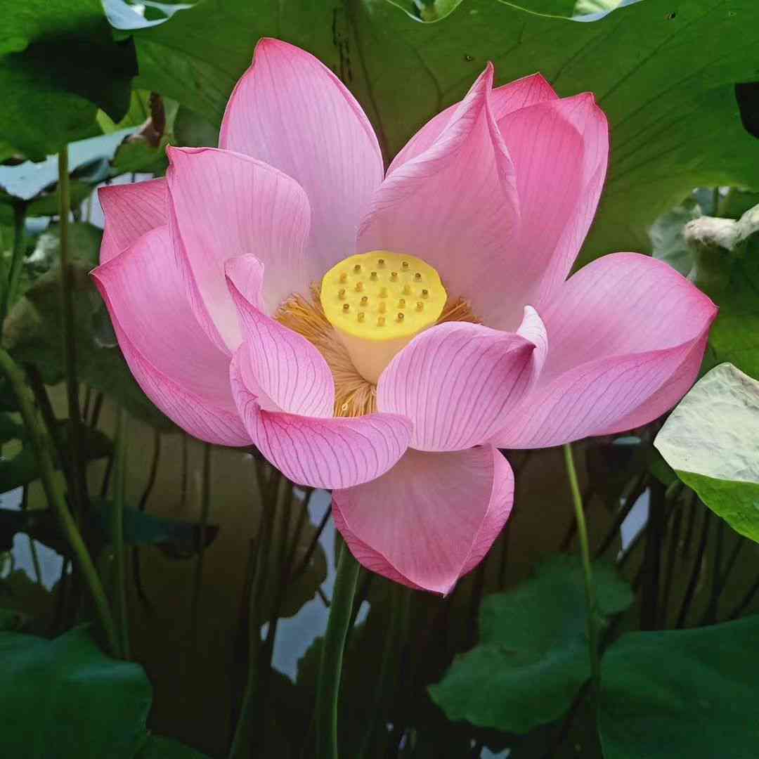 莲花配文：书中寻觅莲花佳句，打造独特莲花文字头像
