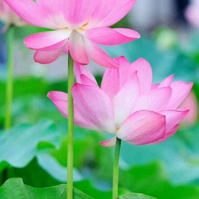 探秘莲花之美：朋友圈里的绝美莲花瞬间