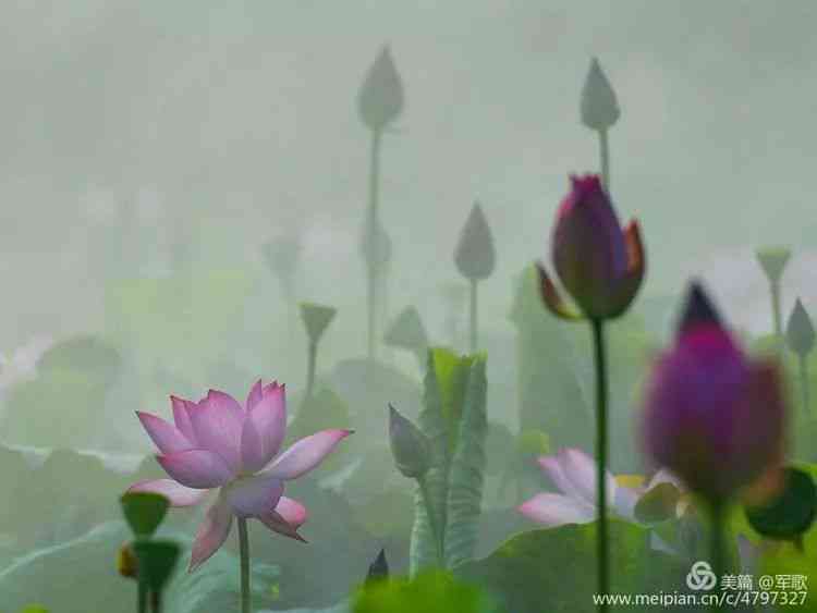 莲花主题的朋友圈文案创意汇总：如何用文字描绘莲花的韵味与寓意
