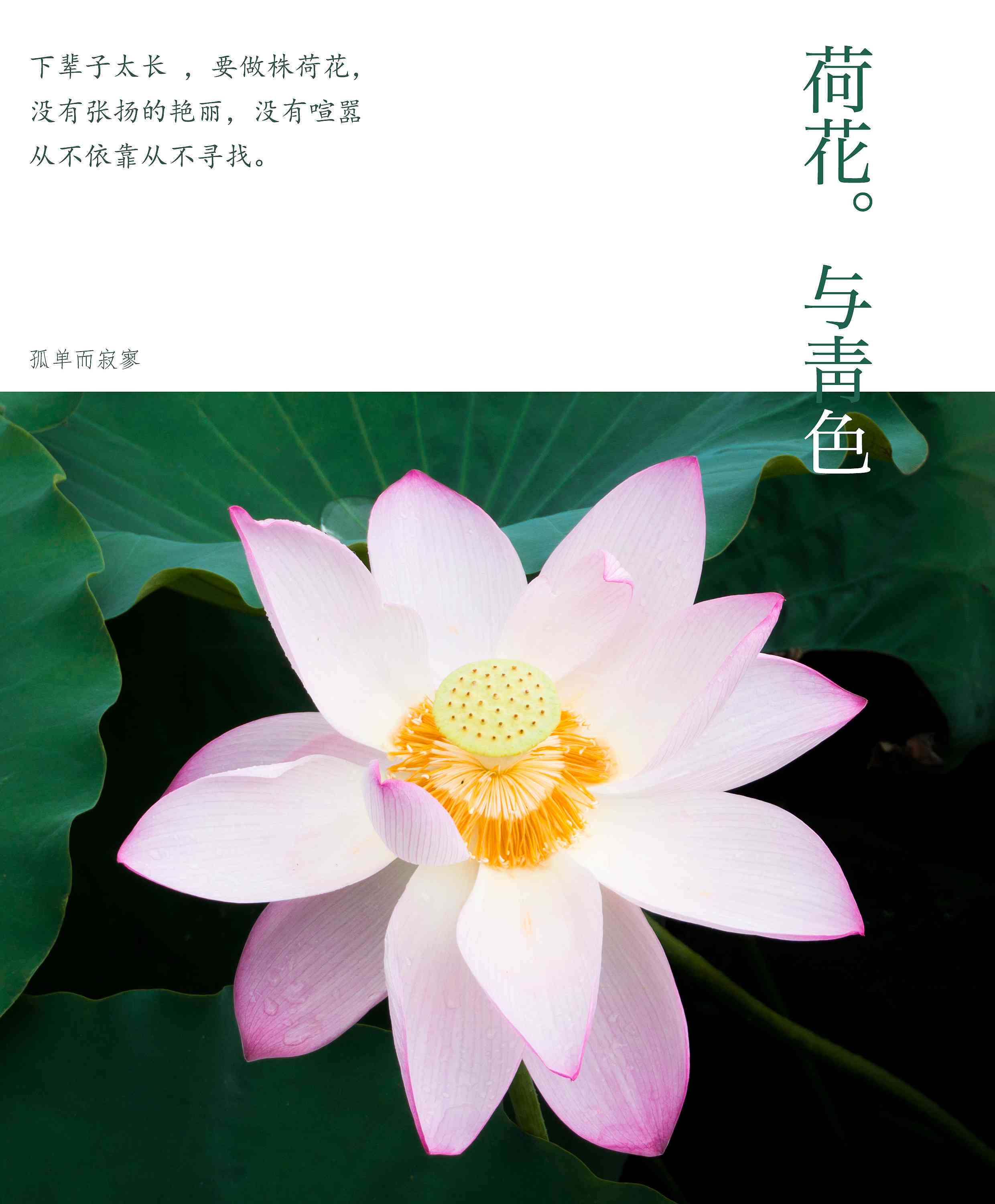 莲花主题的朋友圈文案创意汇总：如何用文字描绘莲花的韵味与寓意