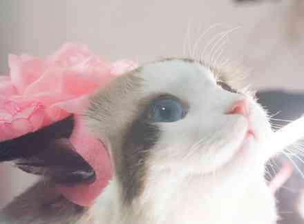 AI人变成猫文案怎么做：绘制人变猫教程详解