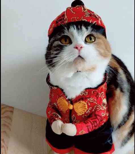 猫咪绘画教程：从基础技巧到创意灵感，全方位掌握画猫的艺术