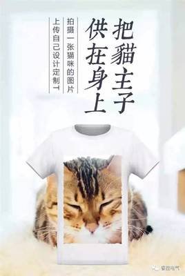 智能猫咪小猫AI：创意文案短句魔法变身