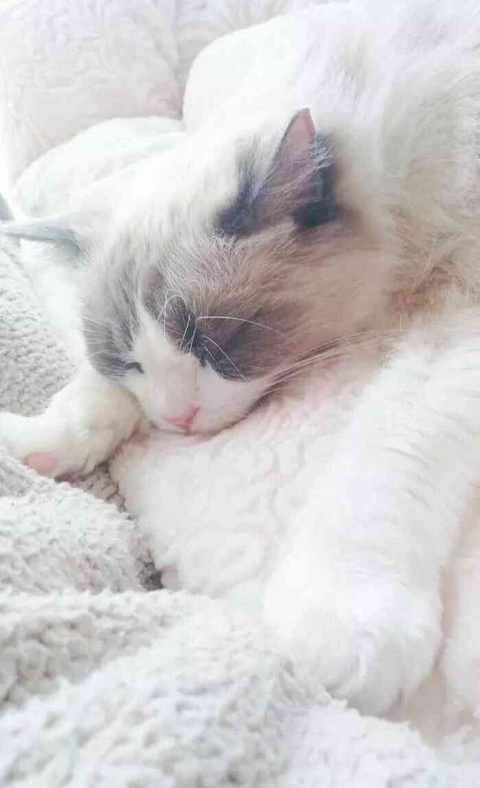 小猫变身动画片：猫猫变身动画精选集锦