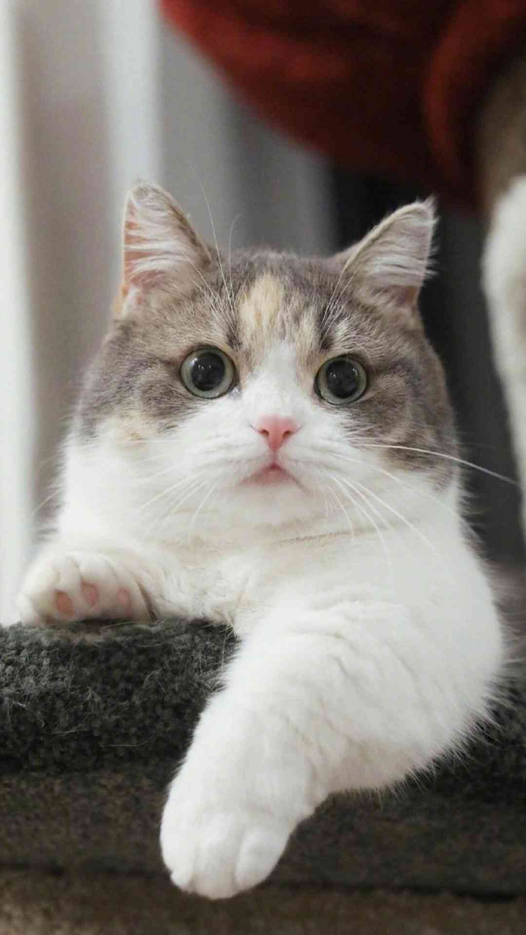 小猫变身动画片：猫猫变身动画精选集锦