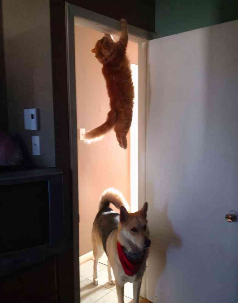 小猫变身动画片：猫猫变身动画精选集锦