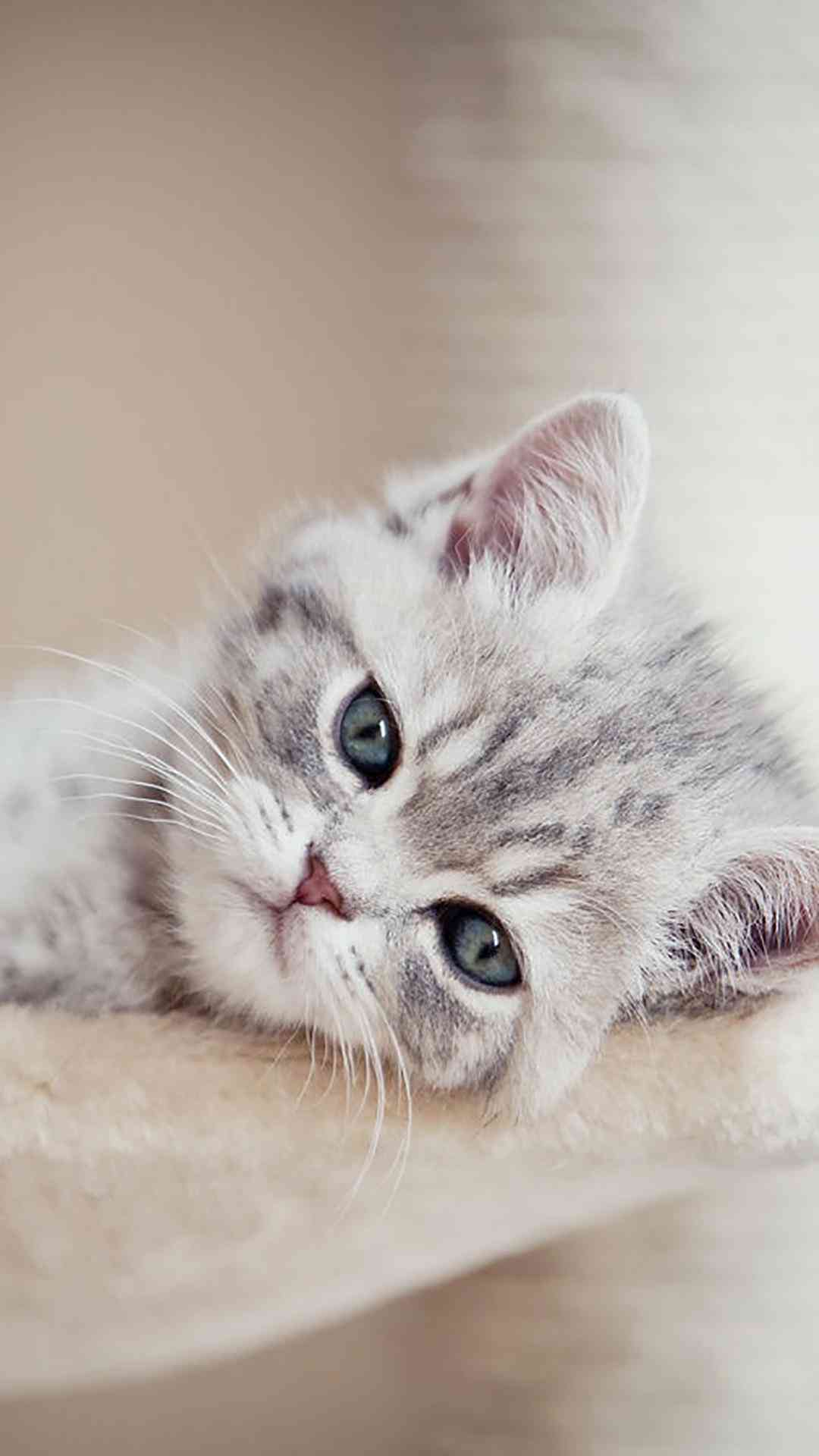 小猫变身动画片：猫猫变身动画精选集锦