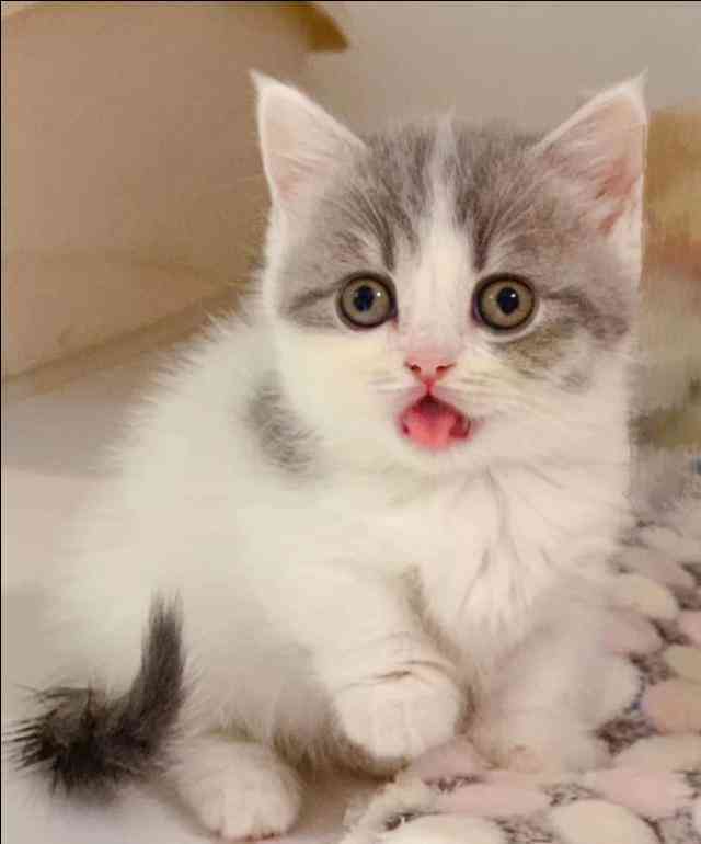 小猫变身动画片：猫猫变身动画精选集锦