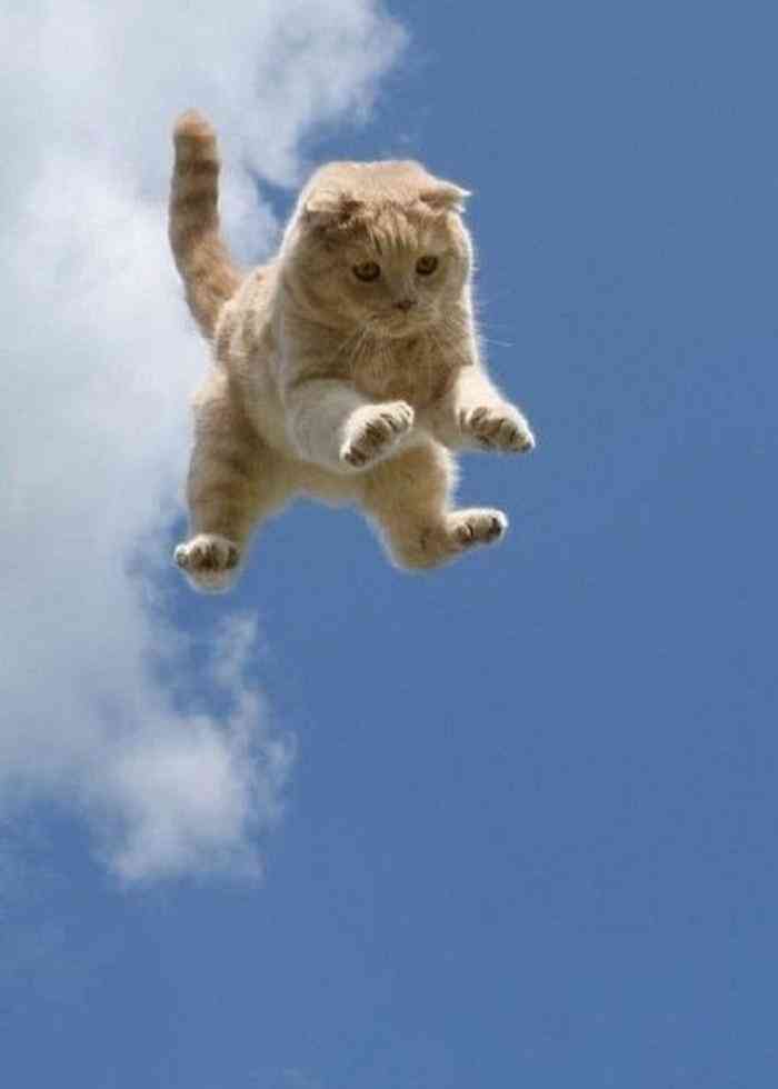 小猫变身动画片：猫猫变身动画精选集锦