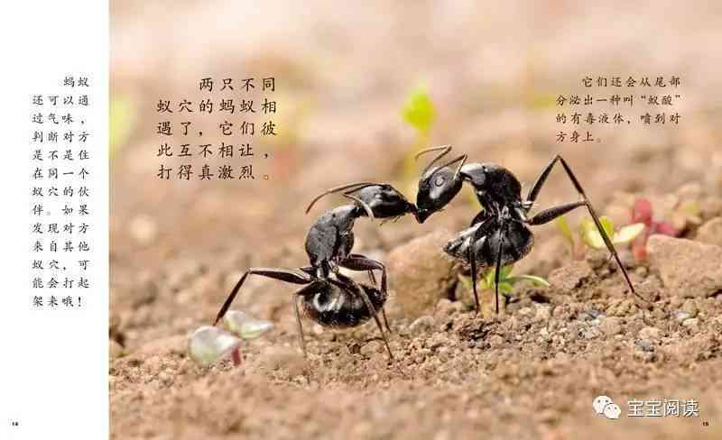 探索蜻蜓生态：如何撰写一篇引人入胜的蜻蜓专题文章