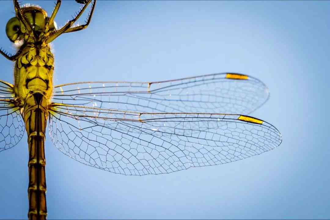 探索蜻蜓生态：如何撰写一篇引人入胜的蜻蜓专题文章