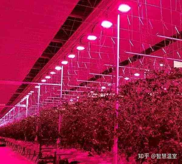 番茄发文：探讨现代农业技术、植物生长灯光革命及高效种植策略