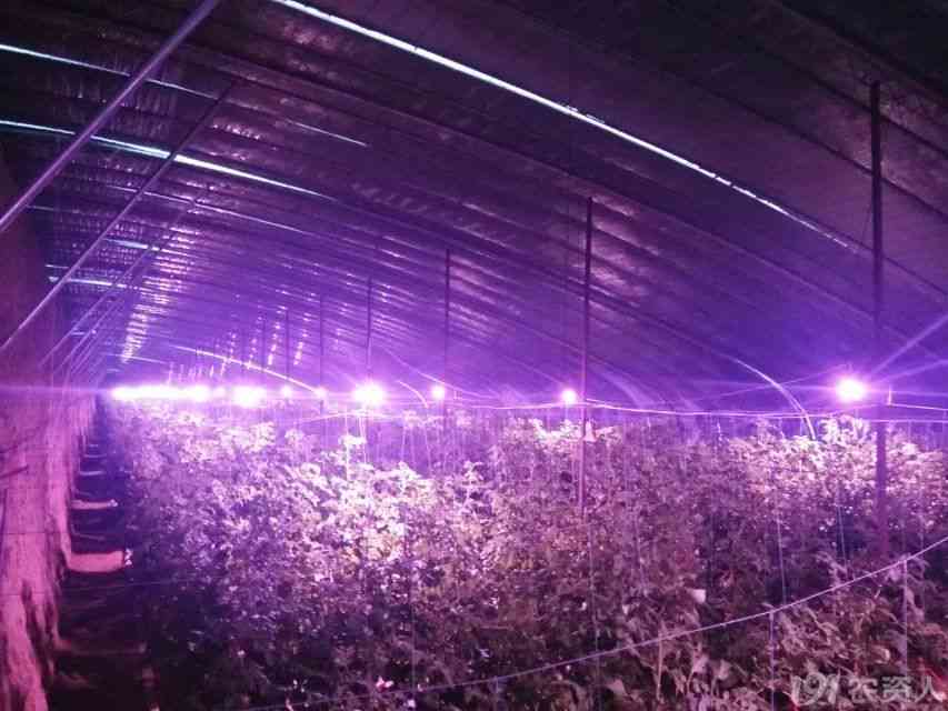 番茄发文：探讨现代农业技术、植物生长灯光革命及高效种植策略