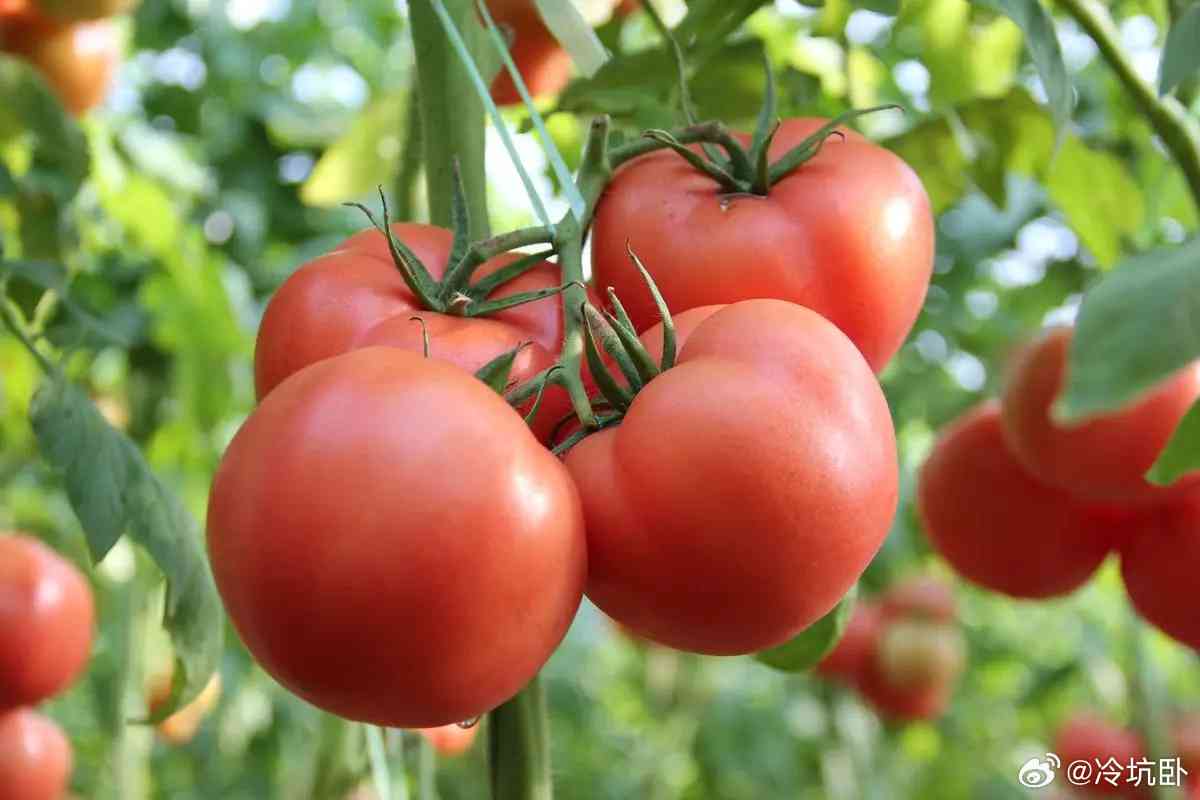 番茄发文：探讨现代农业技术、植物生长灯光革命及高效种植策略