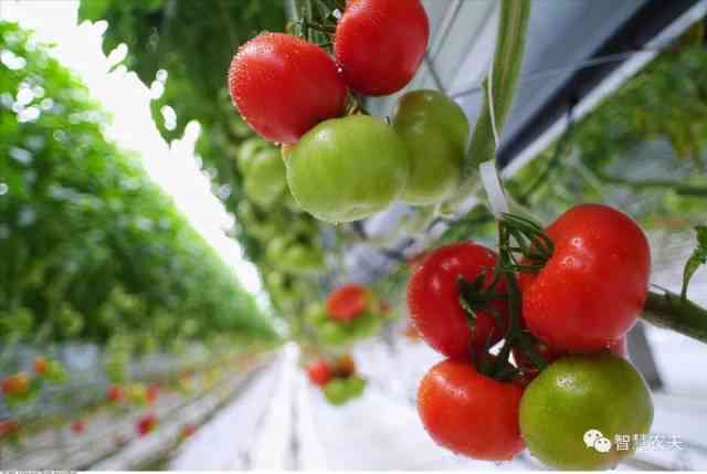 番茄发文：探讨现代农业技术、植物生长灯光革命及高效种植策略