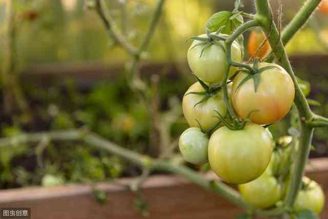 番茄发文：探讨现代农业技术、植物生长灯光革命及高效种植策略