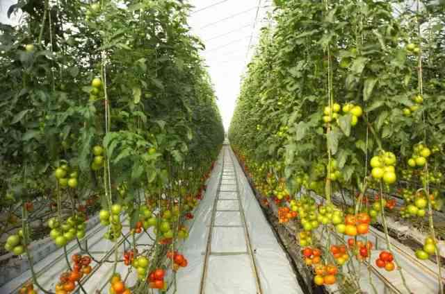 番茄发文：探讨现代农业技术、植物生长灯光革命及高效种植策略