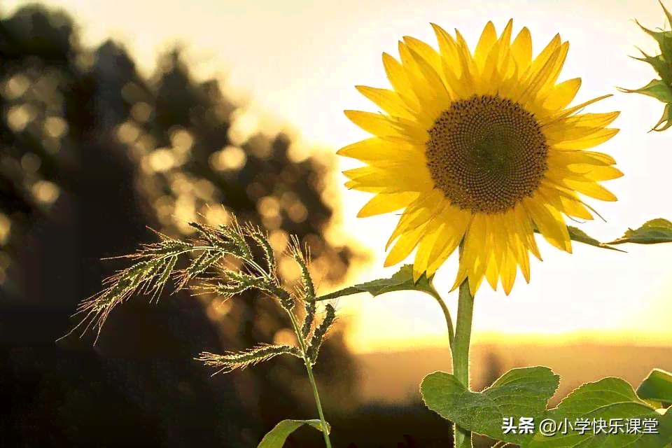 矮向日葵文案：经典短句     ，花语解读，朋友圈简短文案分享