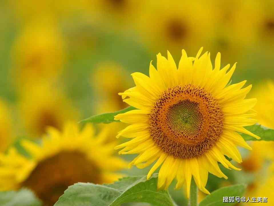 矮向日葵文案：经典短句     ，花语解读，朋友圈简短文案分享
