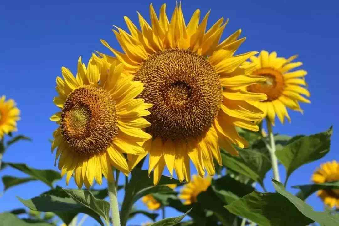 矮向日葵文案：经典短句     ，花语解读，朋友圈简短文案分享