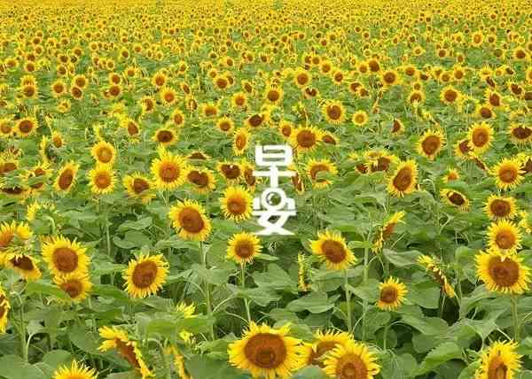 精选向日葵治愈文案：短句、长句、励志语，全方位疗愈心灵