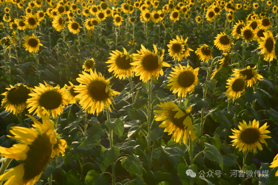 精选向日葵治愈文案：短句、长句、励志语，全方位疗愈心灵