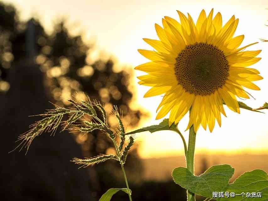 精选向日葵治愈文案：短句、长句、励志语，全方位疗愈心灵