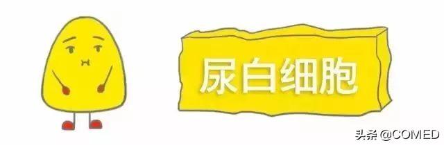 健体检结果智能解读助手