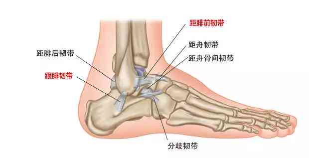 踝扭伤多久才能恢复：正常走路与活动恢复时间解析