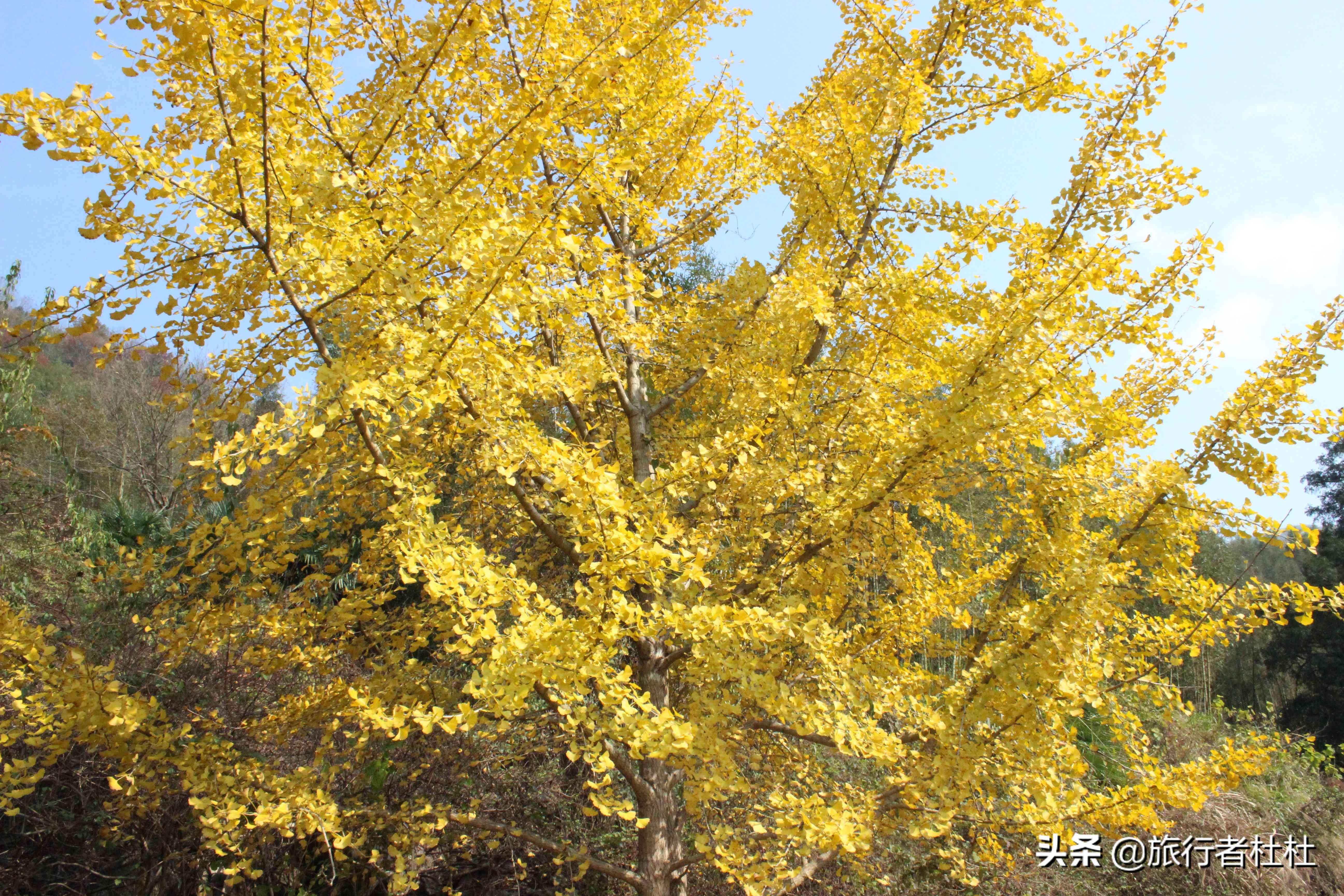 智能导航与指南功能优化