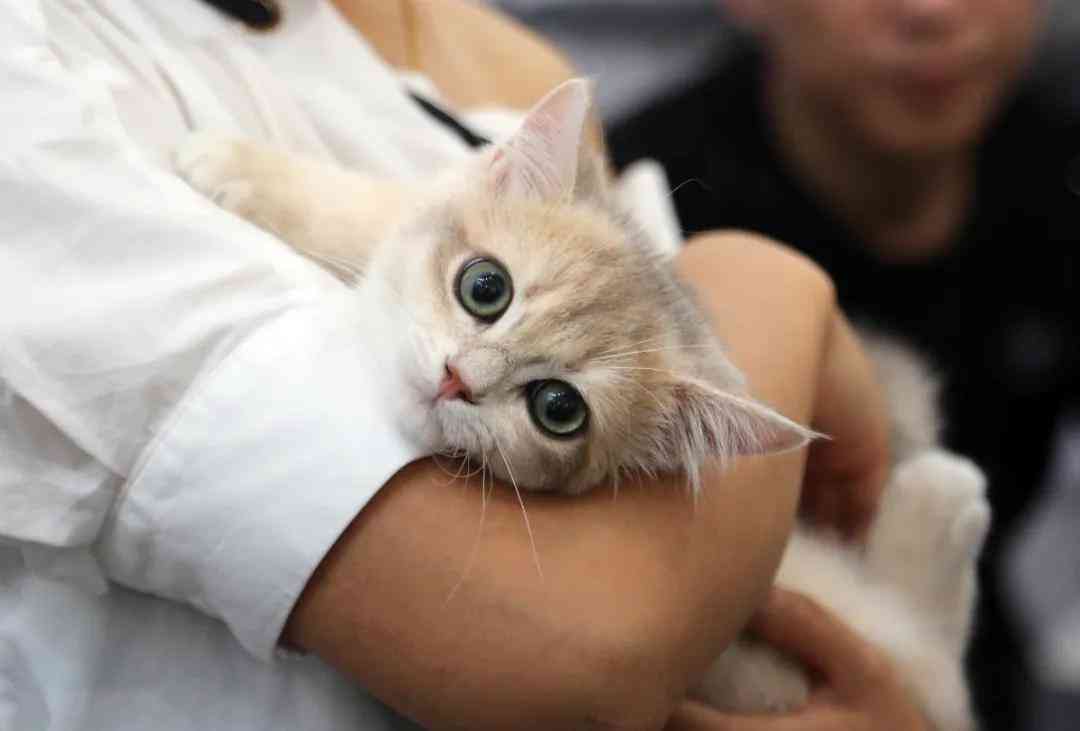 二次元AI绘画猫咪文案怎么写：打造独特猫绘创意指南